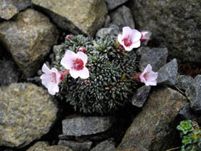 Saxifraga x irvingii 'Walter Irving'